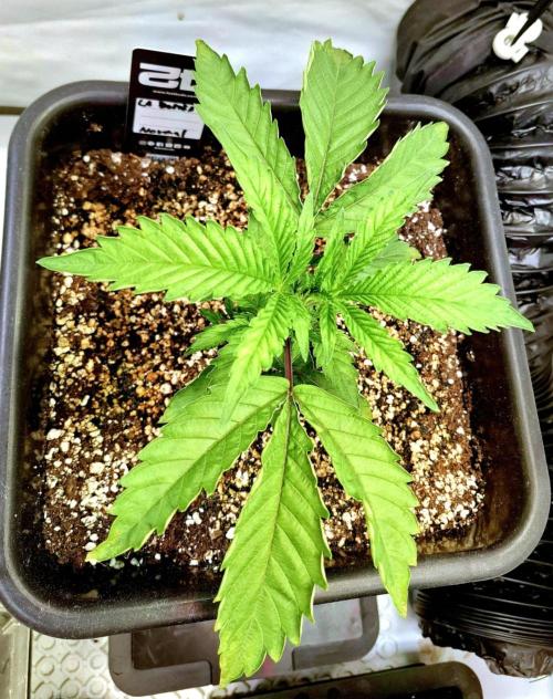 HiSeeds Test Grow. Week 4 - La Bomba - with perlit on the bottom