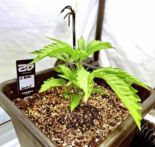 HiSeeds Test Grow. Week 4 - La Bomba - with perlit on the bottom