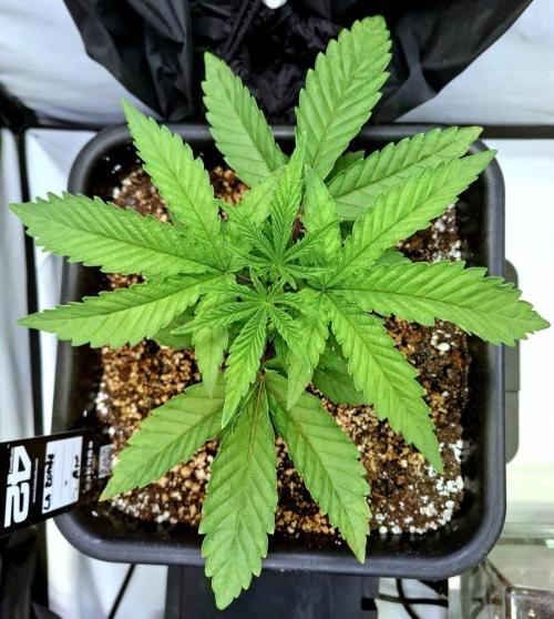 HiSeeds Test Grow. Week 4 - La Bomba - with airbase