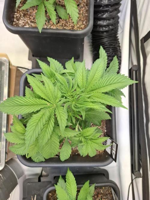 HiSeeds Test Grow. Week 5 - Jokerz - with perlit on the bottom