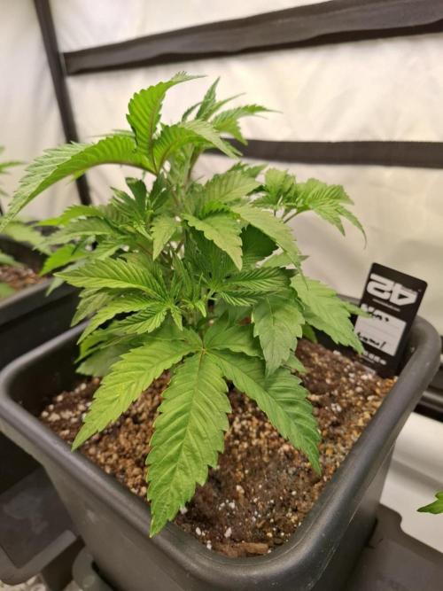 HiSeeds Test Grow. Week 5 - Jokerz - with perlit on the bottom