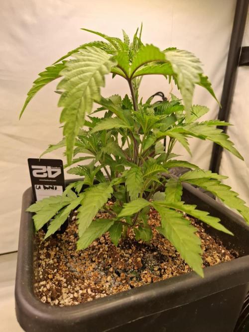 HiSeeds Test Grow. Week 5 - La Bomba - with perlit on the bottom