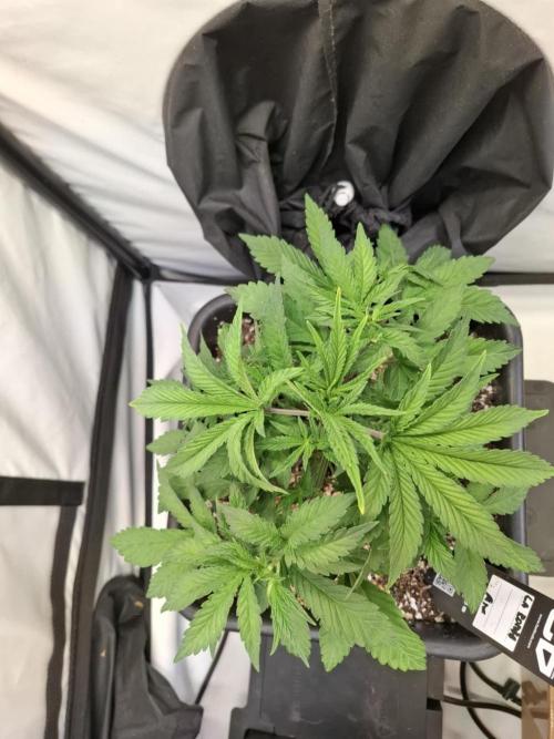 HiSeeds Test Grow. Week 5 - La Bomba - with airbase