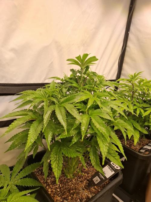 HiSeeds Test Grow. Week 6 - Jokerz - with airbase