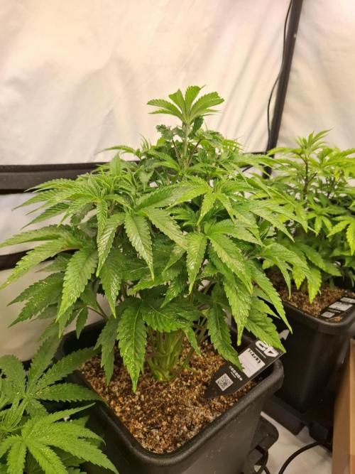 HiSeeds Test Grow. Week 6 - Jokerz - with airbase