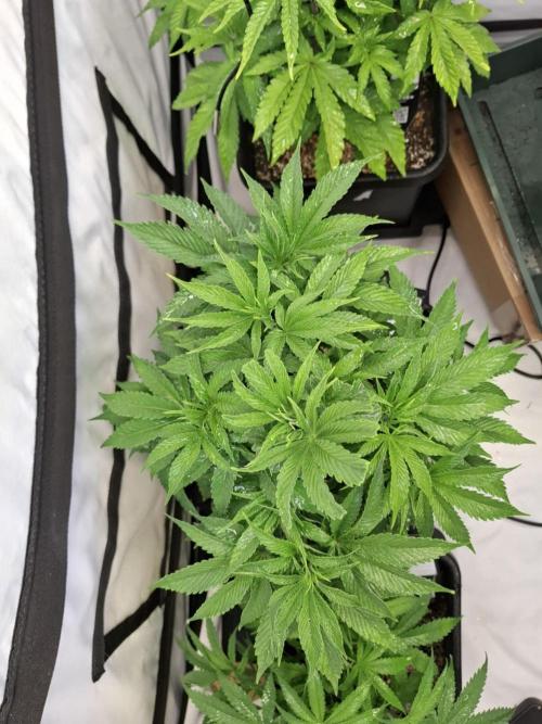 HiSeeds Test Grow. Week 6 - Jokerz - with airbase