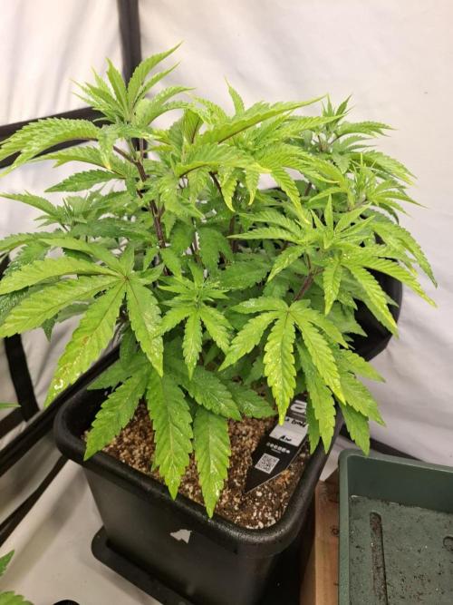 HiSeeds Test Grow. Week 6 - La Bomba - with airbase