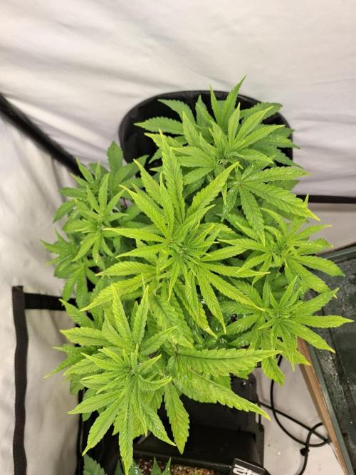 HiSeeds Test Grow. Week 6 - La Bomba - with airbase