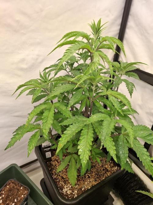 HiSeeds Test Grow. Week 6