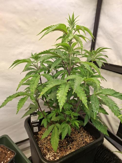 HiSeeds Test Grow. Week 6 - La Bomba - with perlit on the bottom