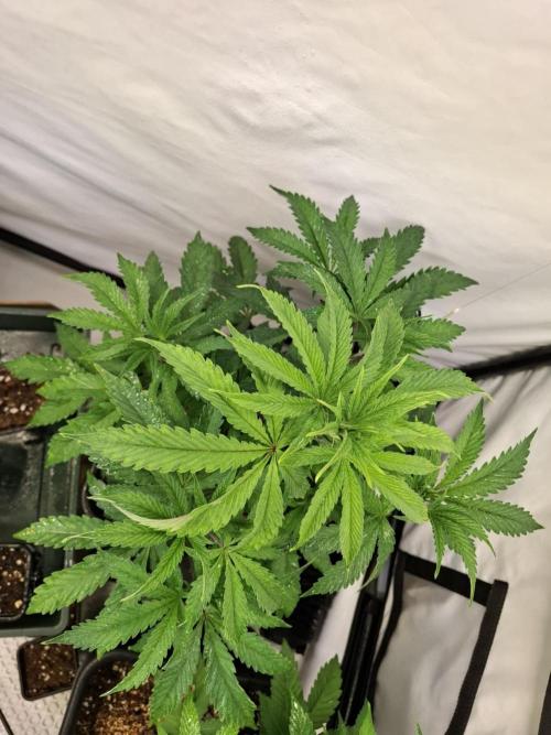 HiSeeds Test Grow. Week 6 - La Bomba - with perlit on the bottom