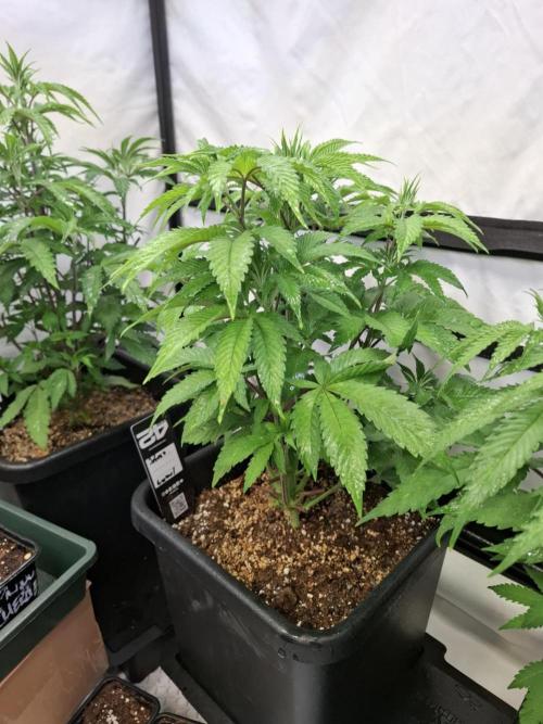 HiSeeds Test Grow. Week 6 - Jokerz - with perlit on the bottom