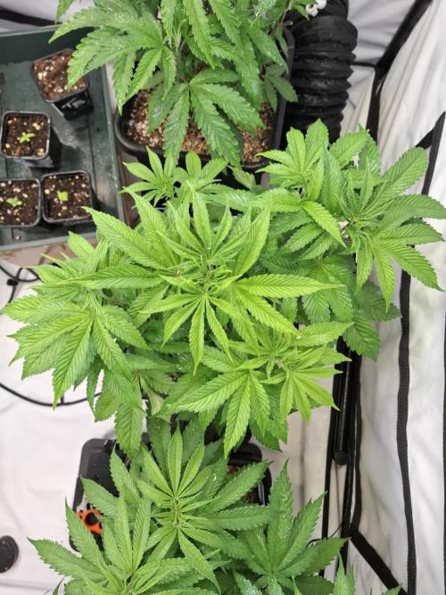 HiSeeds Test Grow. Week 6 - Jokerz - with perlit on the bottom