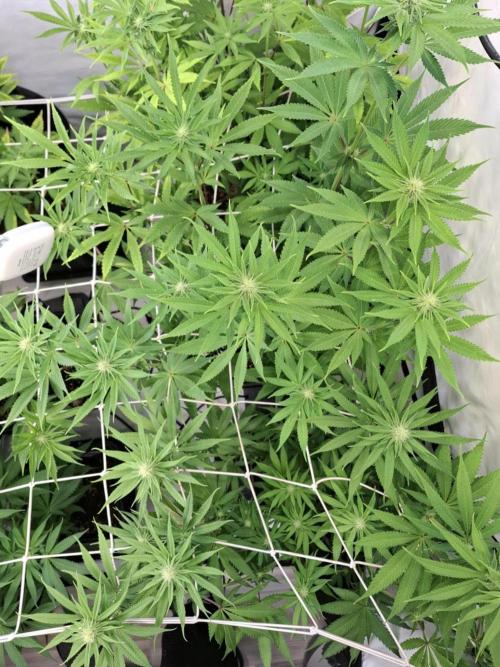 HiSeeds Test Grow. Week 9 - Jokerz - with perlit on the bottom