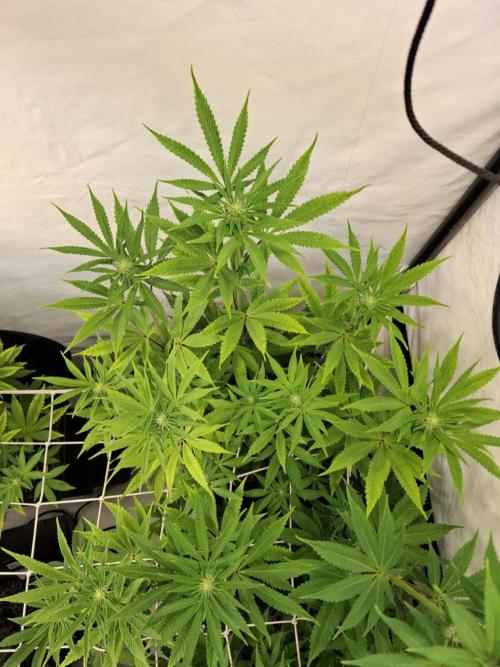 HiSeeds Test Grow. Week 9 - La Bomba - with perlit on the bottom
