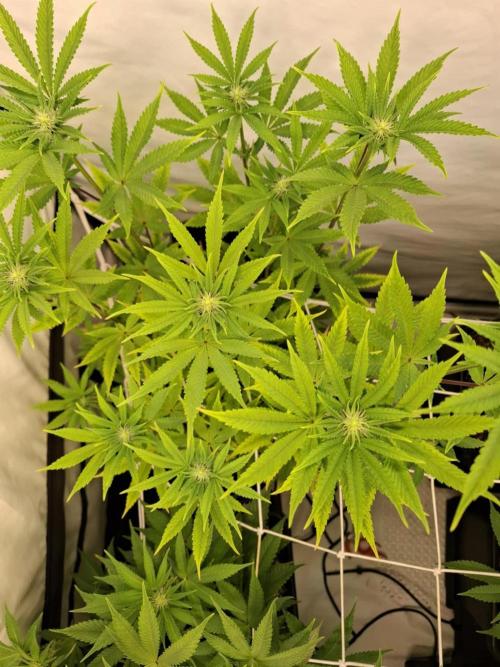 HiSeeds Test Grow. Week 9 - La Bomba - with airbase