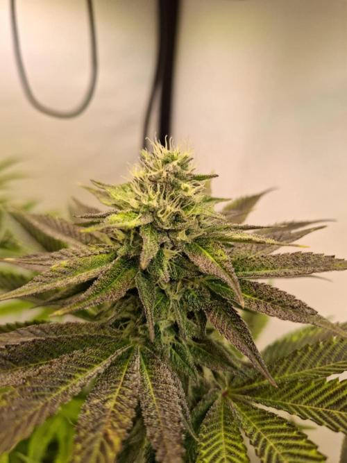 HiSeeds Test Grow. Week 11 - La Bomba - with perlit on the bottom