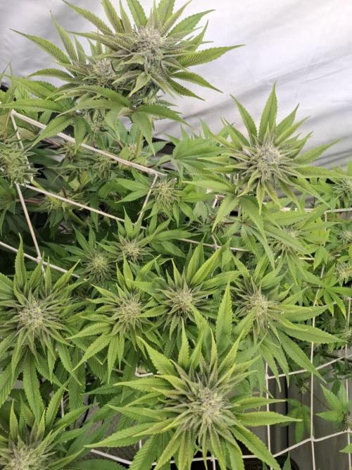 HiSeeds Test Grow. Week 11 - JokerZ - with airbase