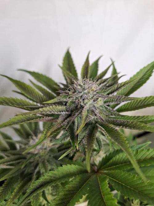 HiSeeds Test Grow. Week 11 - JokerZ - with airbase