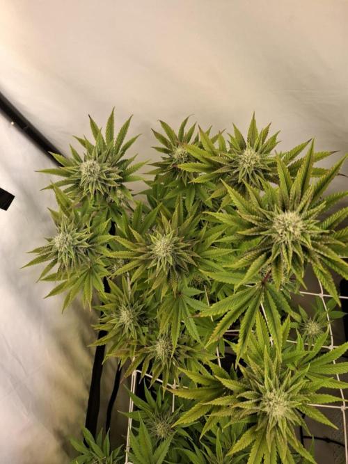 HiSeeds Test Grow. Week 11 - La Bomba - with airbase
