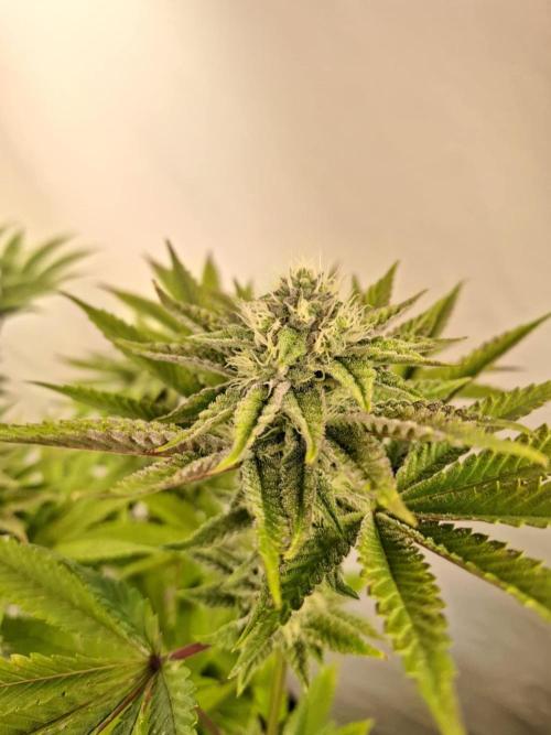 HiSeeds Test Grow. Week 11 - La Bomba - with airbas