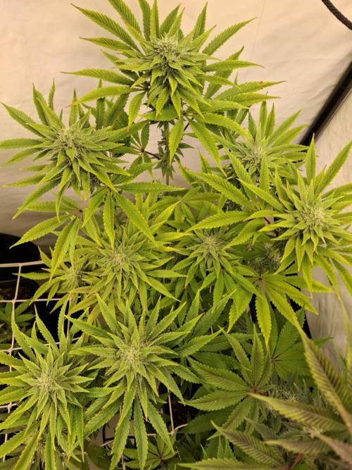 HiSeeds Test Grow. Week 11 - JokerZ - with perlit on the bottom