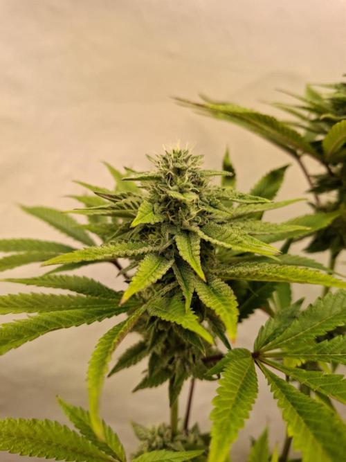 HiSeeds Test Grow. Week 11 - JokerZ - with perlit on the bottom
