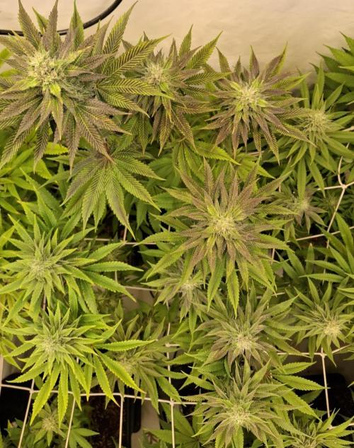 HiSeeds Test Grow. Week 11 - La Bomba - with perlit on the bottom
