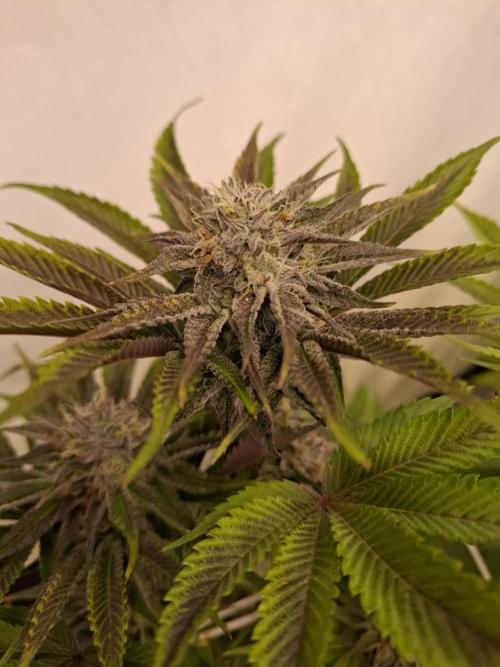HiSeeds Test Grow. Week 12 - JokerZ - with airbase