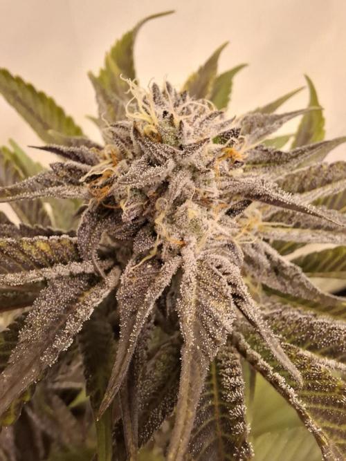 HiSeeds Test Grow. Week 12 - JokerZ - with airbase