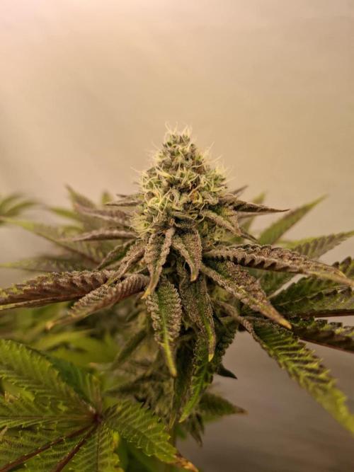 HiSeeds Test Grow. Week 12 - La Bomba - with airbase