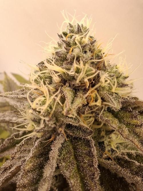 HiSeeds Test Grow. Week 12 - La Bomba - with airbase