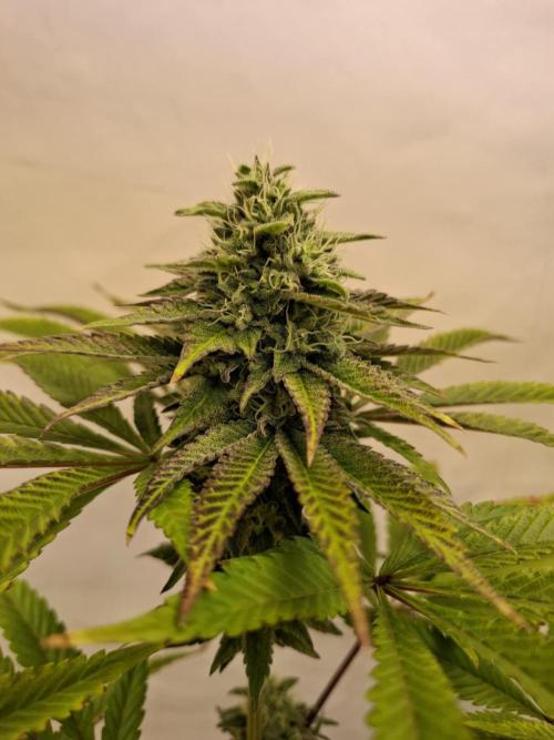 HiSeeds Test Grow. Week 12 - La Bomba - with perlit on the bottom