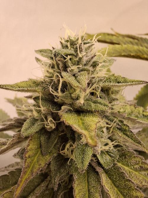 HiSeeds Test Grow. Week 12 - La Bomba - with perlit on the bottom