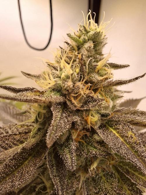 HiSeeds Test Grow. Week 12 - JokerZ - with perlit on the bottom
