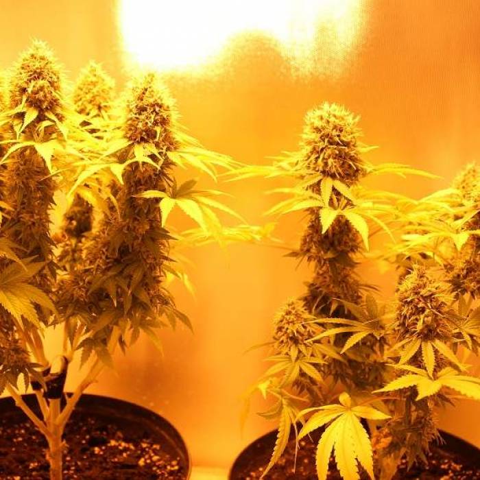 northern light. Week 5