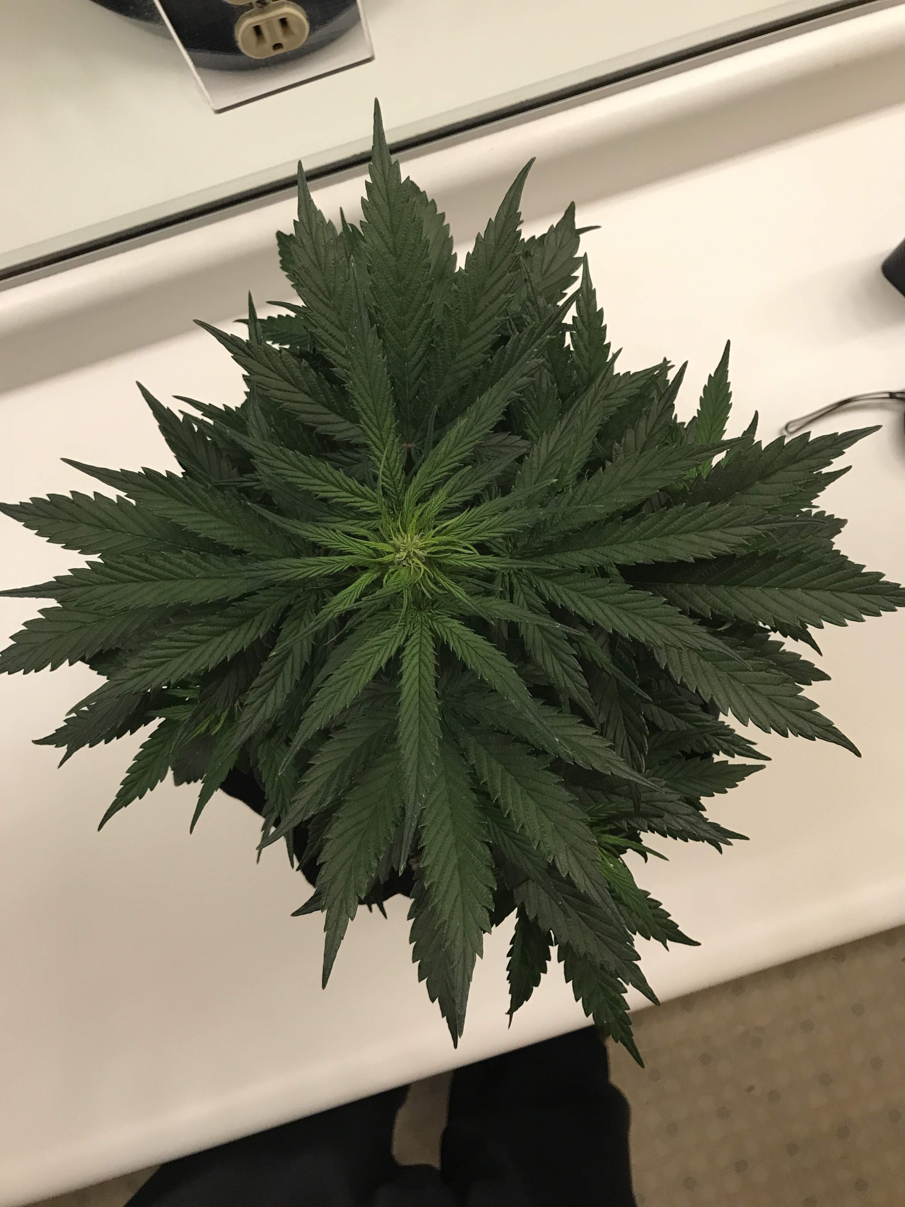 Fast Buds Blue Dream Auto grow diary (journal) week5 by thewolf702