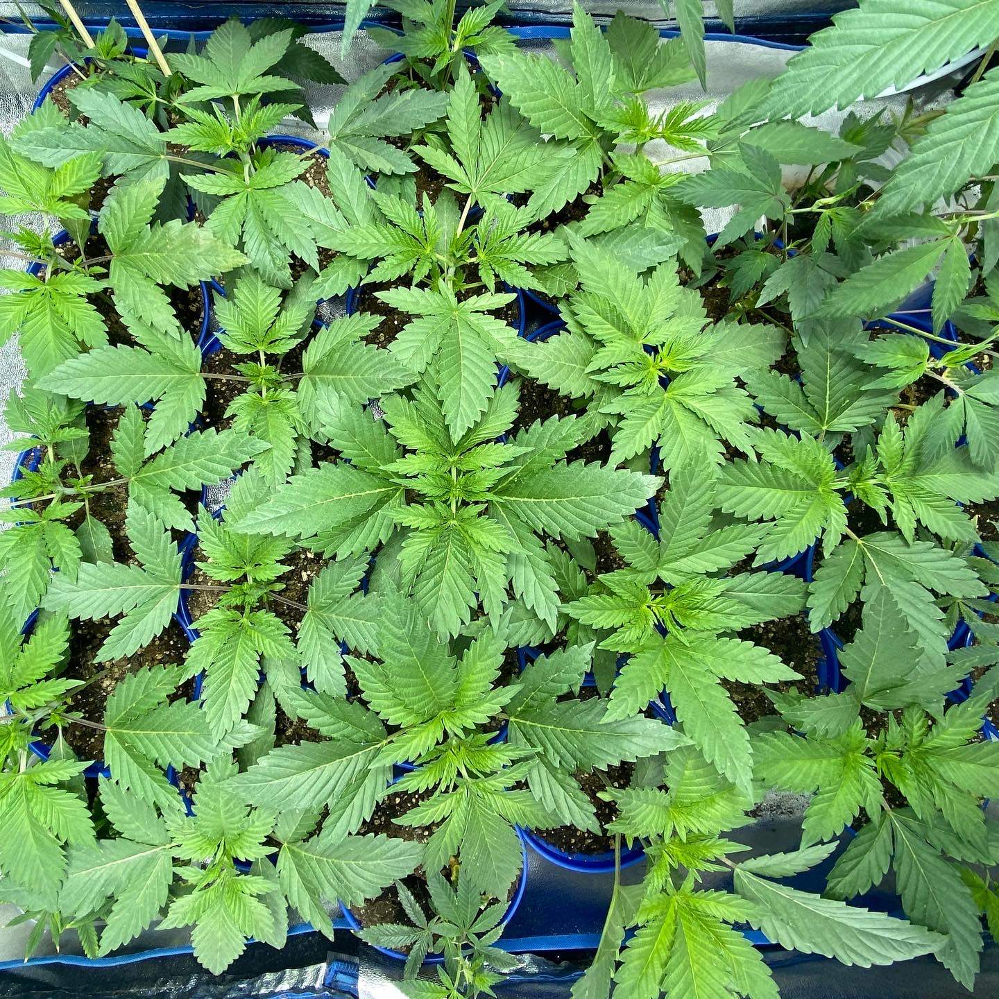 ETHOS Banana Hammock R1 grow diary (journal) week3 by Noon