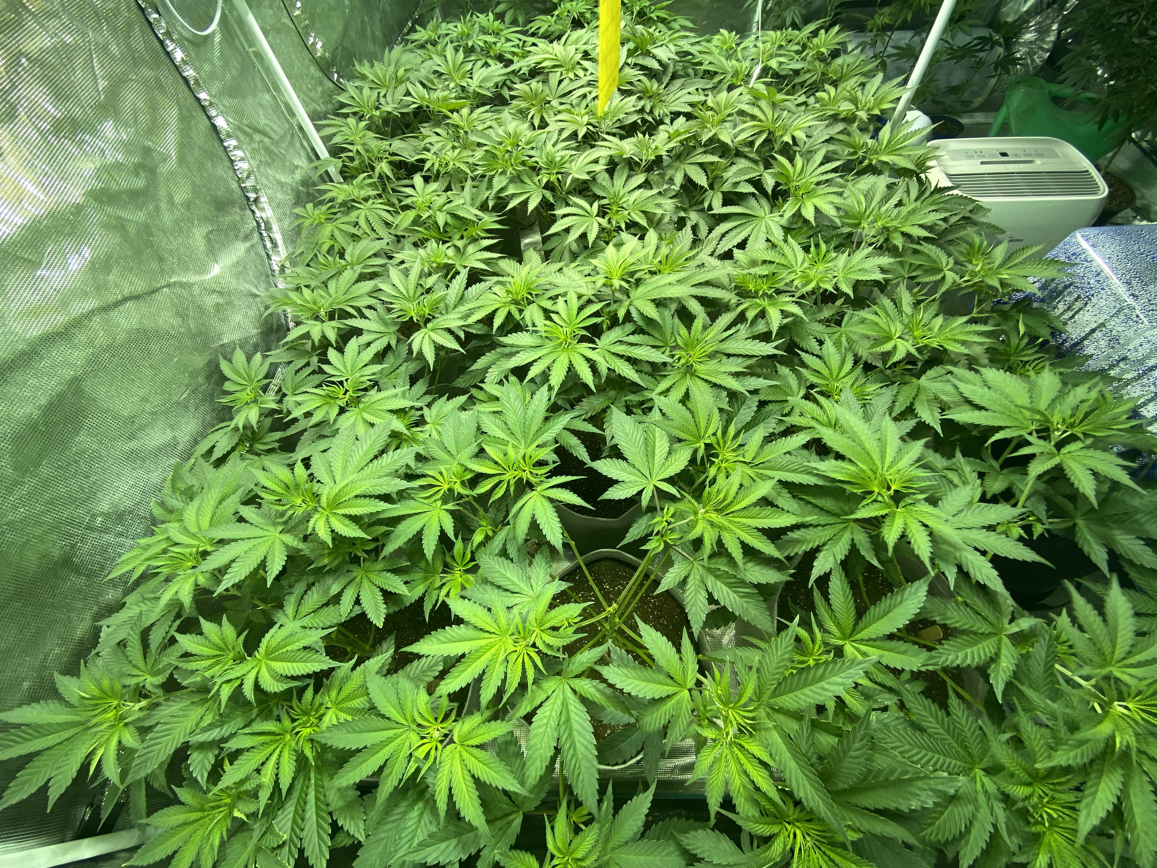 ETHOS Banana Hammock R1 grow diary (journal) week6 by Noon_Grows GrowDiaries