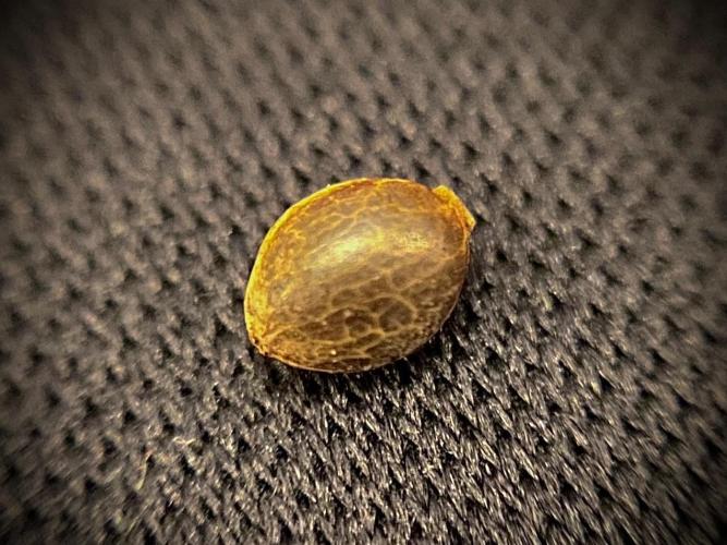 C R I T I C A L. Week 0 - Day 1