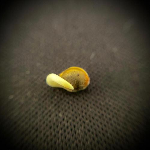 C R I T I C A L. Week 0 - Day 2