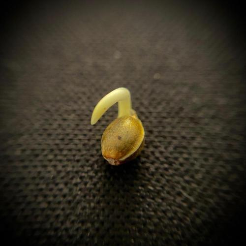 C R I T I C A L. Week 0 - Day 2