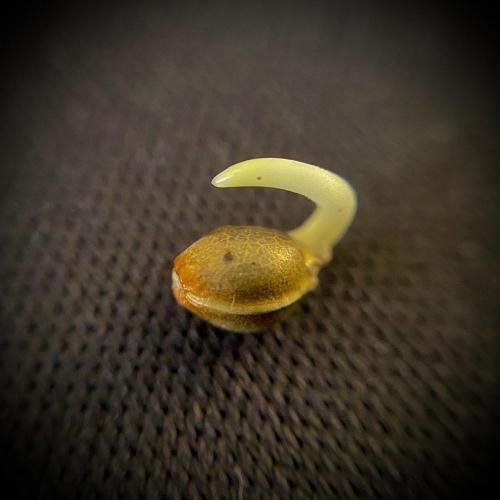 C R I T I C A L. Week 0 - Day 2