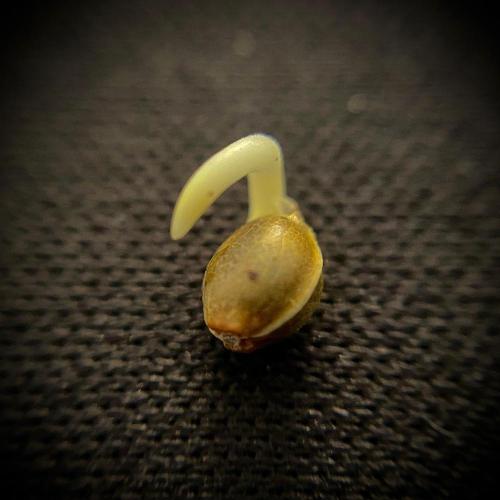 C R I T I C A L. Week 0 - Day 2