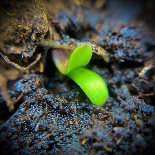 C R I T I C A L. Week 1 - Day 3