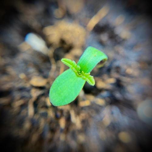 C R I T I C A L. Week 1 - Day 4