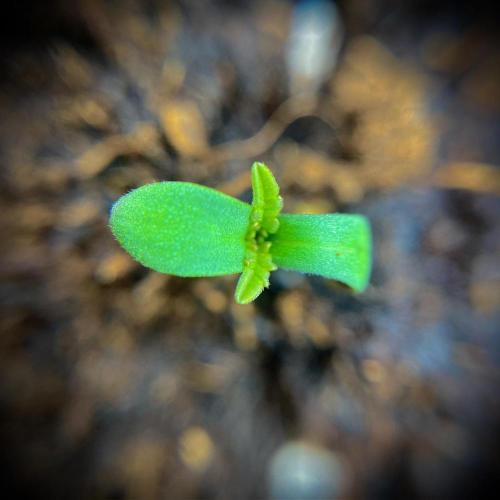 C R I T I C A L. Week 1 - Day 4