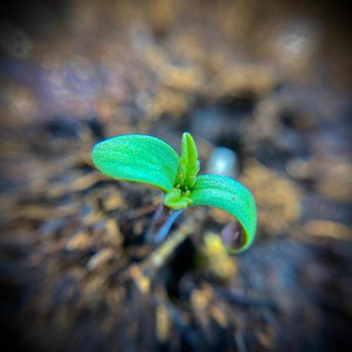 C R I T I C A L. Week 1 - Day 4