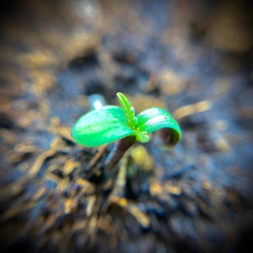 C R I T I C A L. Week 1 - Day 4