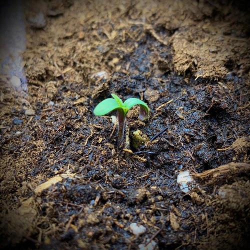 C R I T I C A L. Week 1 - Day 4